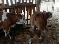 सांड, Simmental cattle — फ़ोटो 2