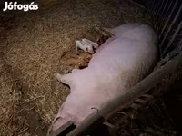 मादा सूअर, सूअर — फ़ोटो 3