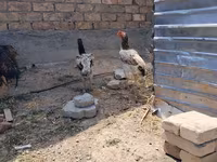 Ajam cemani — fotografija 7