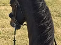 Koń, Dutch warmblood horse — zdjęcie 3