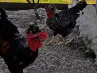 Chickens — fotografija 5