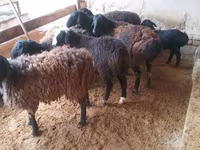 Ovan, Jaidara sheep — fotografija 3