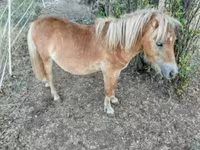 Caballo, Caballos — foto 4