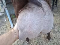 Jarac, Murcia-Granada goats — fotografija 1