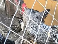 Chickens — fotografija 3