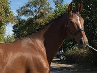 Kobyła, Hanoverian — zdjęcie 4