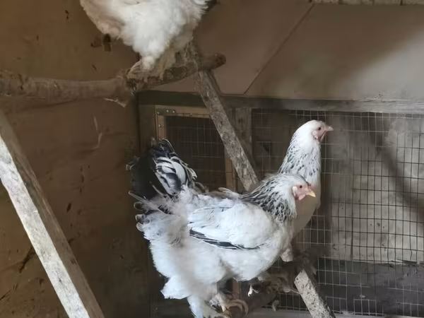 Brahma