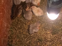 Chickens — fotografija 1
