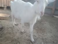 Koza, Russian White goat — fotografija 1