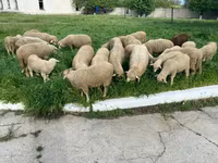Sheep, Sheep — photo 5