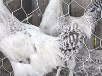 Chickens — fotografija 1