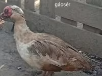 Ducks — zdjęcie 1