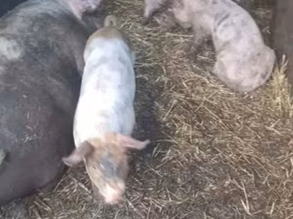 Sow, Дюрок