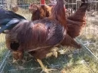 Chickens — zdjęcie 6