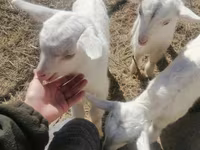 Chèvre, Chèvres — photo 1