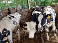 母牛, Belgian Blue — 照片 2