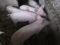 Cerdos (lote, sexo no especificado), Крупная белая — foto 1