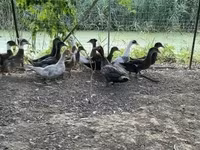 Ducks — fotografija 2