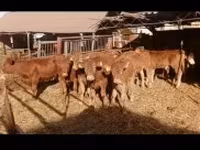 公牛, Limousin cow — 照片 3