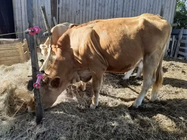 Krowa, Simmental cattle — Węgry