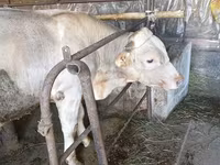 Bik, Swiss cattle — fotografija 3