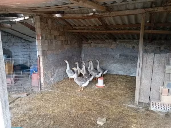 Geese — Hongrie