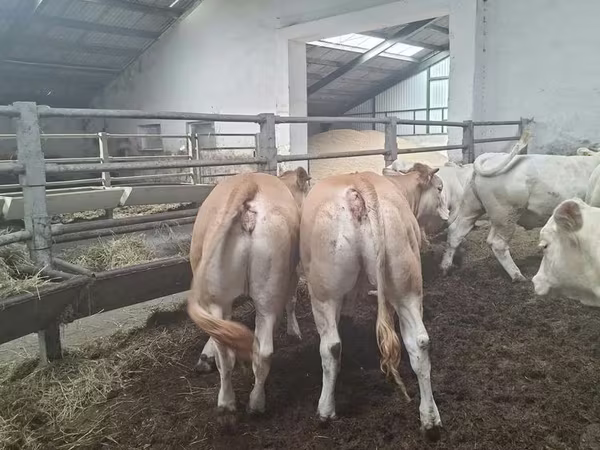 Krava, Blonde d’Aquitane cattle