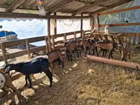 Billy Goat, Goats — photo 2