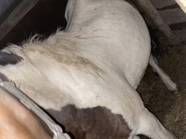 Égua, Cavalos