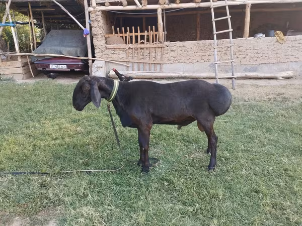 Ram, Arashan sheep