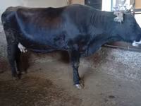 Krowa, Swiss cattle — zdjęcie 8