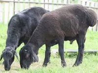 Brebis, Moutons — photo 2