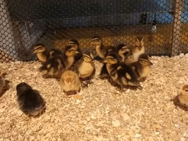 Ducks