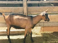 Jarac, Alpine goat — fotografija 2