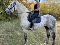 Pastuv, Andalusian horse — fotografija 4