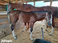 Stute, Hungarian horse breed — Foto 6