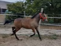 Madyan, Lipizzaner — foto 2