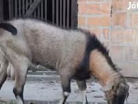 Cabro, Nubian Goat — foto 3