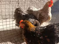 Pekinška bantam — fotografija 2