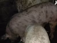 公猪, Pigs — 照片 1