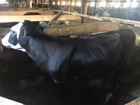 Krava, Yaroslavl cattle — fotografija 1