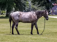 Pastuv, Quarter Horse — fotografija 3