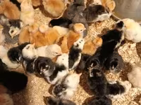 Chickens — الصورة 2