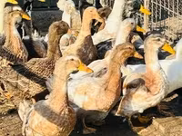 Ducks — zdjęcie 2