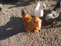 Chickens — zdjęcie 3