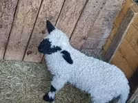Qoʻchqor, Wallis Country sheep — 2-rasm