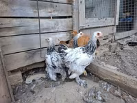 Brahma — Foto 2