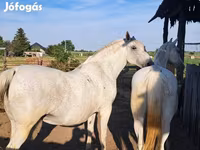 Yegua, Lipizzaner — foto 2