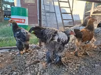 Brahma — Foto 1