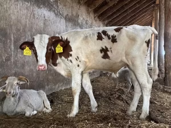 Touro, Simmental cattle — Hungria